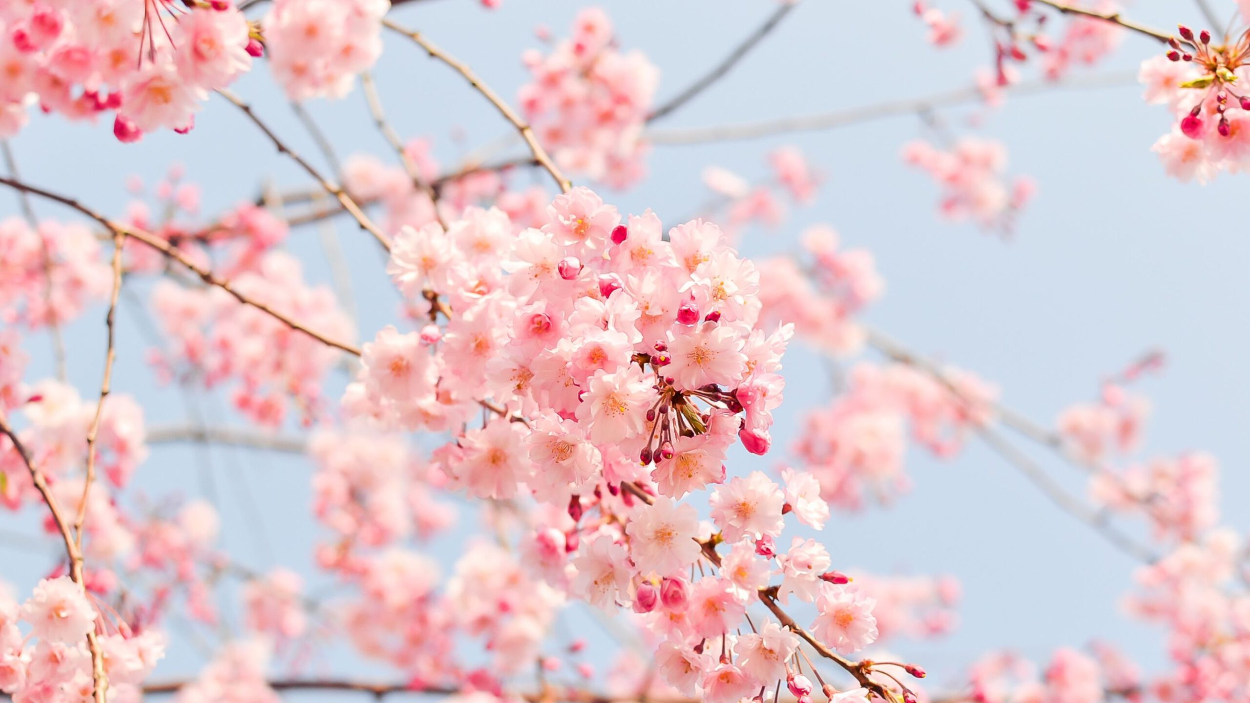 mindfulness en compassie