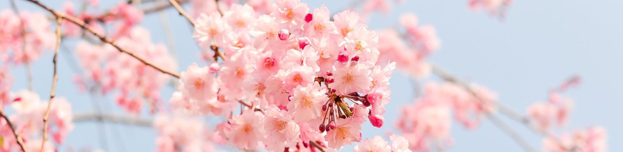 mindfulness en compassie